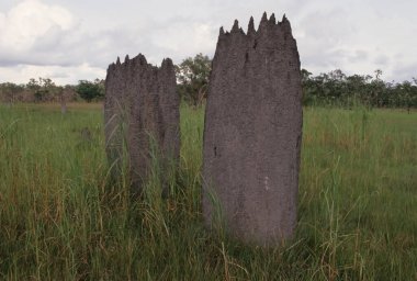 Amitermes meridionalis, Termitidae familyasından bir böcek türüdür..