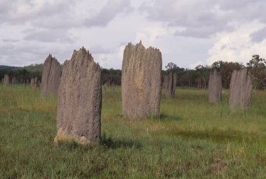 Amitermes meridionalis, Termitidae familyasından bir böcek türüdür..