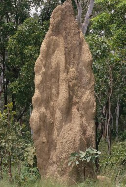 Coptotermes acinaciforis, Rhinotermitidae familyasından Avustralya 'ya özgü bir termit türü..