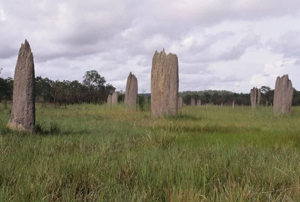 Amitermes meridionalis, Termitidae familyasından bir böcek türüdür..