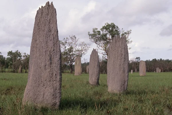 Amitermes meridionalis, Termitidae familyasından bir böcek türüdür..