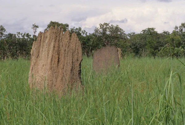 일반적으로 흰개미 Magnetic Termite 컴퍼스 흰개미 Compass Termite 알려져 Amitermes — 스톡 사진