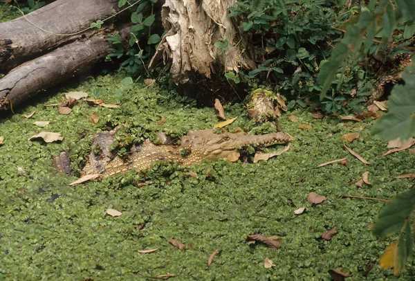 Cocodrilo Agua Dulce Crocodylus Johnstoni También Conocido Como Cocodrilo Agua — Foto de Stock
