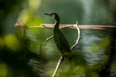 Büyük karabatak (Phalacrocorax carbo), Yeni Zelanda 'da siyah tüy ya da kawau olarak da bilinir.