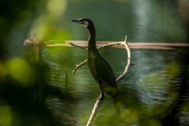 Büyük karabatak (Phalacrocorax carbo), Yeni Zelanda 'da siyah tüy ya da kawau olarak da bilinir.