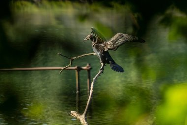 Büyük karabatak (Phalacrocorax carbo), Yeni Zelanda 'da siyah tüy ya da kawau olarak da bilinir.