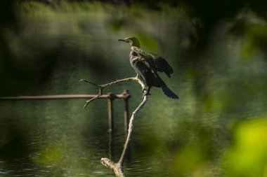 Büyük karabatak (Phalacrocorax carbo), Yeni Zelanda 'da siyah tüy ya da kawau olarak da bilinir.