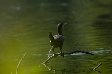 Büyük karabatak (Phalacrocorax carbo), Yeni Zelanda 'da siyah tüy ya da kawau olarak da bilinir.