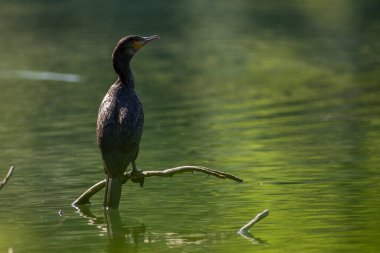 Büyük karabatak (Phalacrocorax carbo), Yeni Zelanda 'da siyah tüy ya da kawau olarak da bilinir.