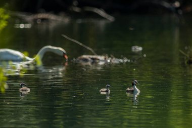 Büyük ibikli yunus resmi olarak İsveçli doğabilimci Carl Linnaeus tarafından 1758 'de Systema Naturae' nin onuncu basımında Colymbus kriterleri adı altında tanımlanmıştır..