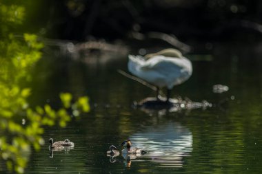Büyük ibikli yunus resmi olarak İsveçli doğabilimci Carl Linnaeus tarafından 1758 'de Systema Naturae' nin onuncu basımında Colymbus kriterleri adı altında tanımlanmıştır..
