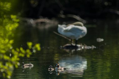 Büyük ibikli yunus resmi olarak İsveçli doğabilimci Carl Linnaeus tarafından 1758 'de Systema Naturae' nin onuncu basımında Colymbus kriterleri adı altında tanımlanmıştır..