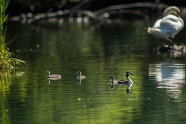 Büyük ibikli yunus resmi olarak İsveçli doğabilimci Carl Linnaeus tarafından 1758 'de Systema Naturae' nin onuncu basımında Colymbus kriterleri adı altında tanımlanmıştır..