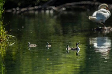 Büyük ibikli yunus resmi olarak İsveçli doğabilimci Carl Linnaeus tarafından 1758 'de Systema Naturae' nin onuncu basımında Colymbus kriterleri adı altında tanımlanmıştır..