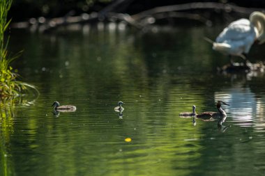Büyük ibikli yunus resmi olarak İsveçli doğabilimci Carl Linnaeus tarafından 1758 'de Systema Naturae' nin onuncu basımında Colymbus kriterleri adı altında tanımlanmıştır..