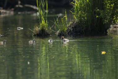 Büyük ibikli yunus resmi olarak İsveçli doğabilimci Carl Linnaeus tarafından 1758 'de Systema Naturae' nin onuncu basımında Colymbus kriterleri adı altında tanımlanmıştır..