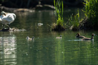 Büyük ibikli yunus resmi olarak İsveçli doğabilimci Carl Linnaeus tarafından 1758 'de Systema Naturae' nin onuncu basımında Colymbus kriterleri adı altında tanımlanmıştır..