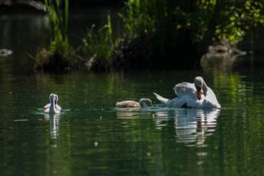 Kuğular, Anatidae familyasının Cygnus cinsi içinde bulunan kuşlardır. Kuğuların en yakın akrabaları kaz ve ördekler.