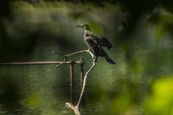 stock image The great cormorant (Phalacrocorax carbo), known as the black shag or kawau in New Zealand, formerly also known as the great black cormorant across the Northern Hemisphere