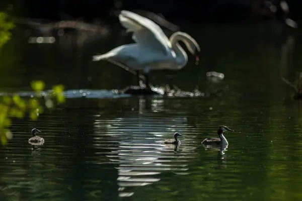 stock image The great crested grebe was formally described by the Swedish naturalist Carl Linnaeus in 1758 in the tenth edition of his Systema Naturae under the binomial name Colymbus cristatus.