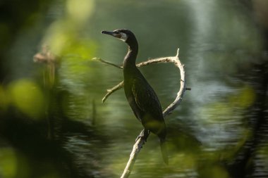 Büyük karabatak (Phalacrocorax carbo), Yeni Zelanda 'da siyah tüy ya da kawau olarak da bilinir.