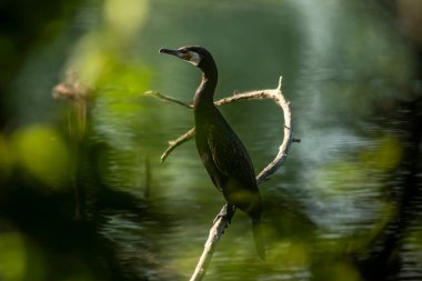 Büyük karabatak (Phalacrocorax carbo), Yeni Zelanda 'da siyah tüy ya da kawau olarak da bilinir.