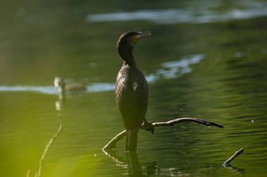 Büyük karabatak (Phalacrocorax carbo), Yeni Zelanda 'da siyah tüy ya da kawau olarak da bilinir.
