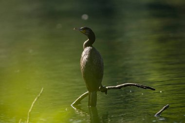 Büyük karabatak (Phalacrocorax carbo), Yeni Zelanda 'da siyah tüy ya da kawau olarak da bilinir.