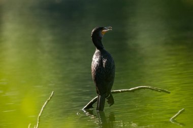 Büyük karabatak (Phalacrocorax carbo), Yeni Zelanda 'da siyah tüy ya da kawau olarak da bilinir.