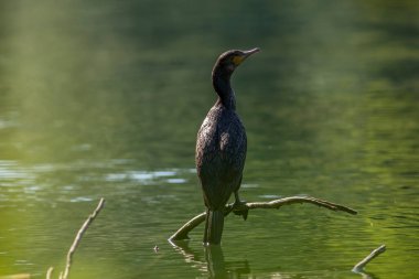 Büyük karabatak (Phalacrocorax carbo), Yeni Zelanda 'da siyah tüy ya da kawau olarak da bilinir.