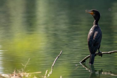 Büyük karabatak (Phalacrocorax carbo), Yeni Zelanda 'da siyah tüy ya da kawau olarak da bilinir.