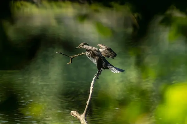 stock image The great cormorant (Phalacrocorax carbo), known as the black shag or kawau in New Zealand, formerly also known as the great black cormorant across the Northern Hemisphere