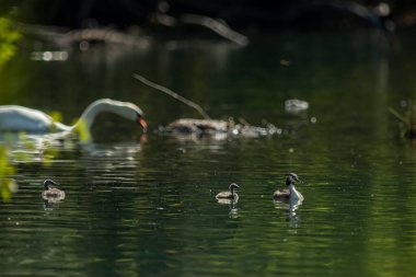 Büyük ibikli yaban ördeği, Eski Dünya 'da bulunan ve Amerika' da yaşayan bazı daha büyük türlerin bulunduğu en büyük yunus familyasıdır..