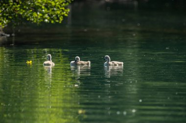 Kuğular, Anatidae familyasının Cygnus cinsi içinde bulunan kuşlardır. Kuğuların en yakın akrabaları kaz ve ördekler.