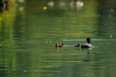 Avrasya yaban ördeği (