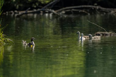 Avrasya yaban ördeği (