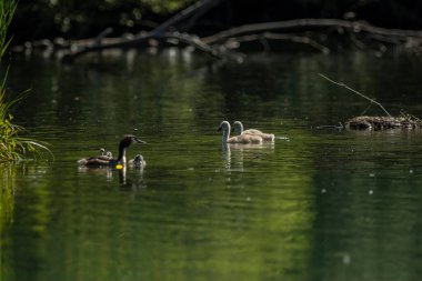 Avrasya yaban ördeği (