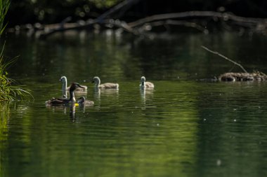 Büyük ibikli yunus resmi olarak İsveçli doğabilimci Carl Linnaeus tarafından 1758 'de Systema Naturae' nin onuncu basımında Colymbus kriterleri adı altında tanımlanmıştır..