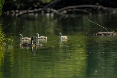 Büyük ibikli yunus resmi olarak İsveçli doğabilimci Carl Linnaeus tarafından 1758 'de Systema Naturae' nin onuncu basımında Colymbus kriterleri adı altında tanımlanmıştır..