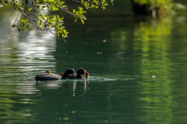 Avrasya yaban ördeği (