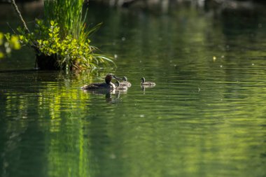 Avrasya yaban ördeği (