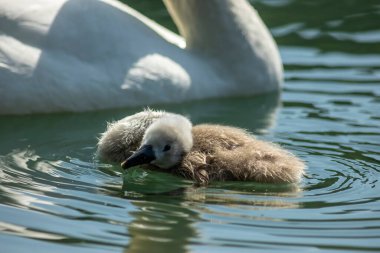 Kuğular, Anatidae familyasının Cygnus cinsi içinde bulunan kuşlardır. Kuğuların en yakın akrabaları kaz ve ördekler.