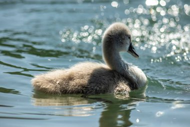 Kuğular, Anatidae familyasının Cygnus cinsi içinde bulunan kuşlardır. Kuğuların en yakın akrabaları kaz ve ördekler.
