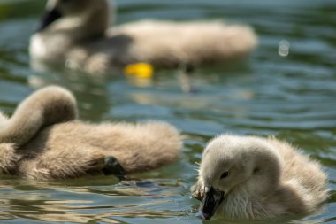 Kuğular, Anatidae familyasının Cygnus cinsi içinde bulunan kuşlardır. Kuğuların en yakın akrabaları kaz ve ördekler.