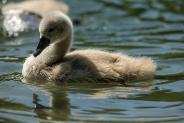 Kuğular, Anatidae familyasının Cygnus cinsi içinde bulunan kuşlardır. Kuğuların en yakın akrabaları kaz ve ördekler.