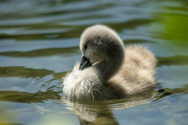 Kuğular, Anatidae familyasının Cygnus cinsi içinde bulunan kuşlardır. Kuğuların en yakın akrabaları kaz ve ördekler.