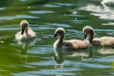 Kuğular, Anatidae familyasının Cygnus cinsi içinde bulunan kuşlardır. Kuğuların en yakın akrabaları kaz ve ördekler.