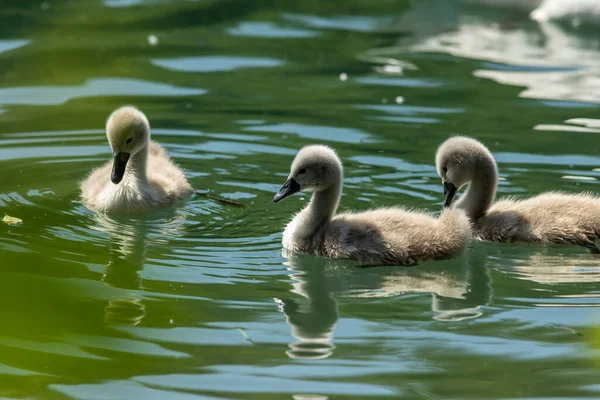 Swans Uma Espécie Ave Família Anatidae Parentes Mais Próximos Dos — Fotografia de Stock