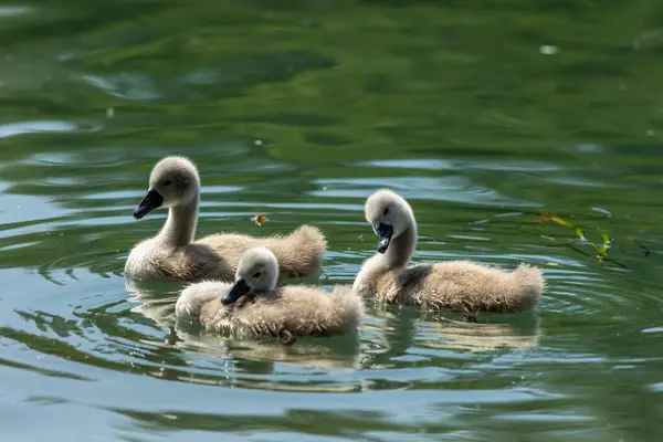 Swans Birds Family Anatidae Genus Cygnus Swans Closest Relatives Include — Stock Photo, Image