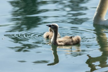Kuğular, Anatidae familyasının Cygnus cinsi içinde bulunan kuşlardır. Kuğuların en yakın akrabaları kaz ve ördekler.